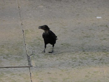 2023年9月12日(火) 大吉調節池公園の野鳥観察記録