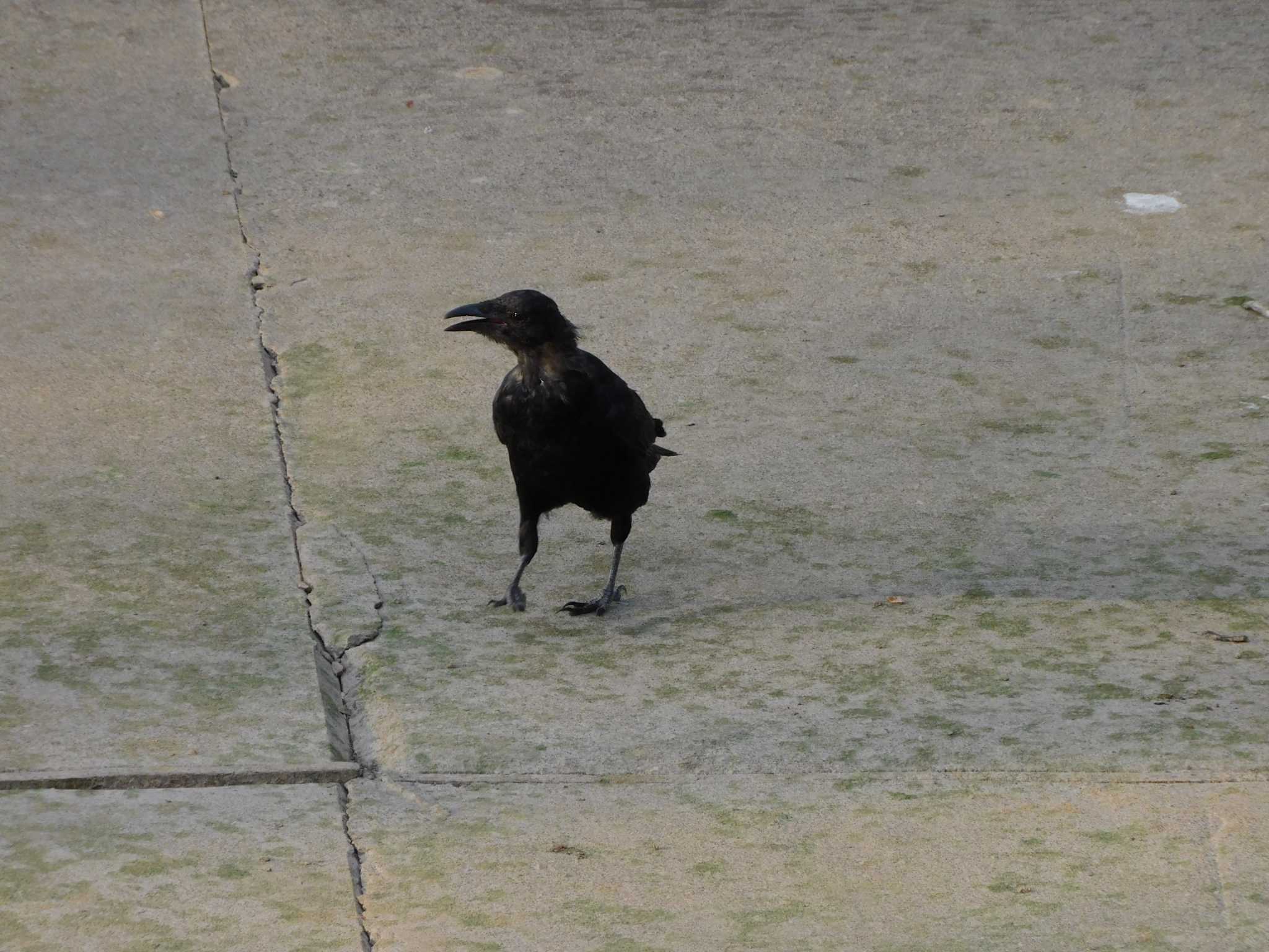 Carrion Crow