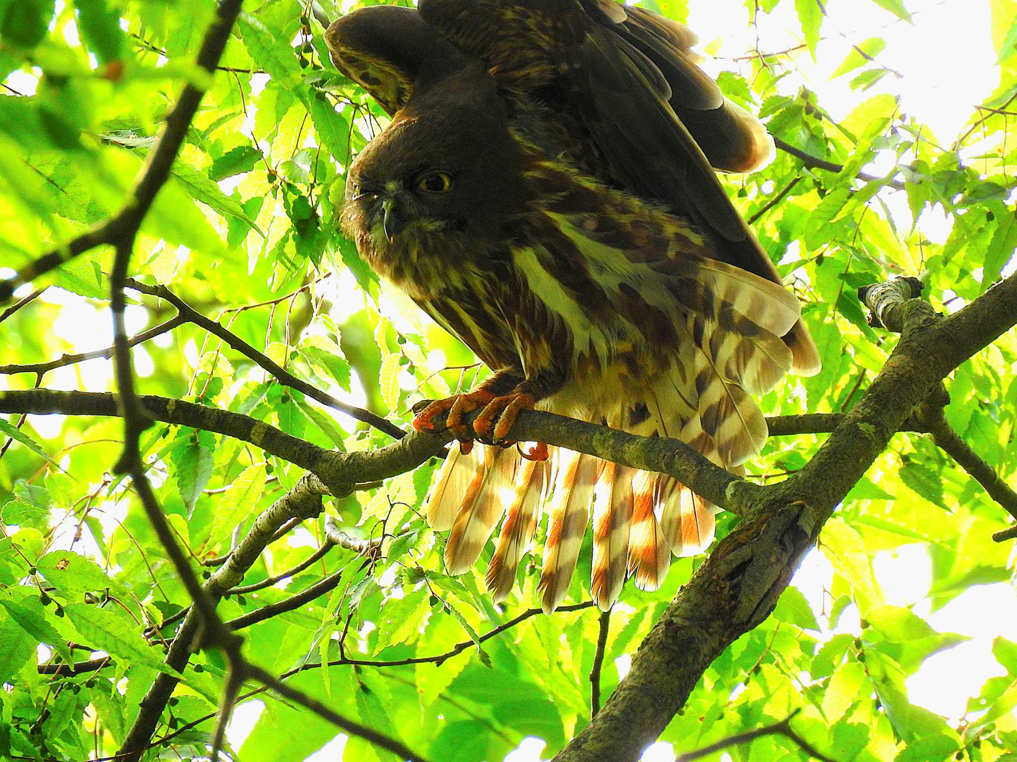 能勢町のオオケヤキ アオバズクの写真 by M&Ms