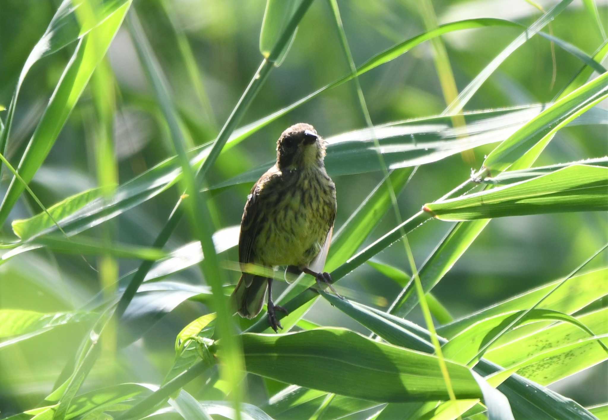 Meadow Bunting