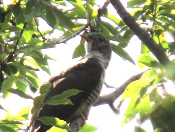 2023年9月12日(火) 水元公園の野鳥観察記録