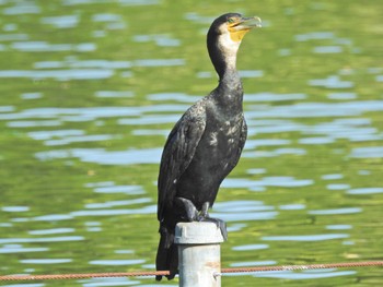 カワウ 善福寺公園 2023年9月10日(日)