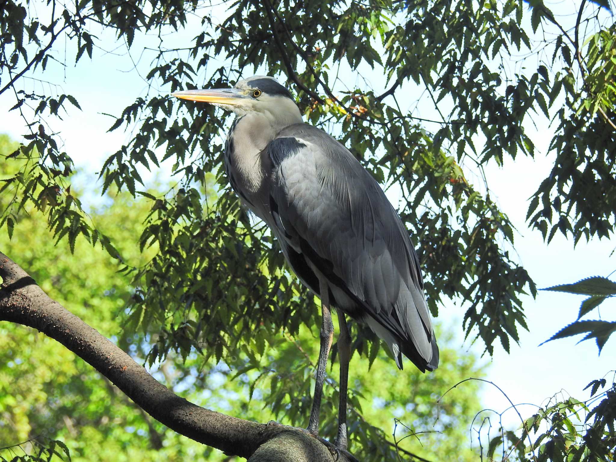 善福寺公園 アオサギの写真 by ウタさんぽ