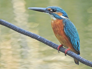 カワセミ 善福寺公園 2023年9月10日(日)