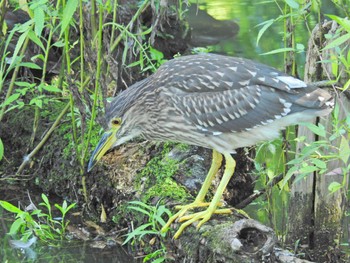 ゴイサギ 善福寺公園 2023年9月10日(日)