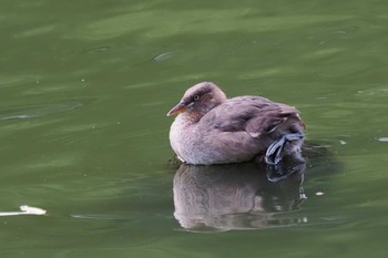 Little Grebe 東京都 Sun, 9/3/2023