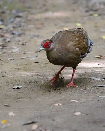 Silver Pheasant 東京都 Sun, 9/3/2023