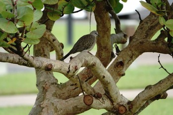 Spotted Dove ケアンズ Mon, 8/7/2023