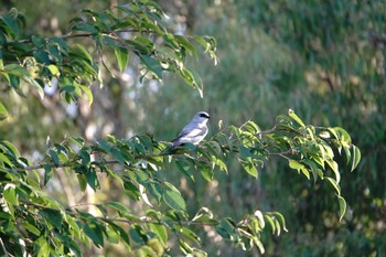 White-bellied Cuckooshrike ケアンズ Tue, 8/8/2023