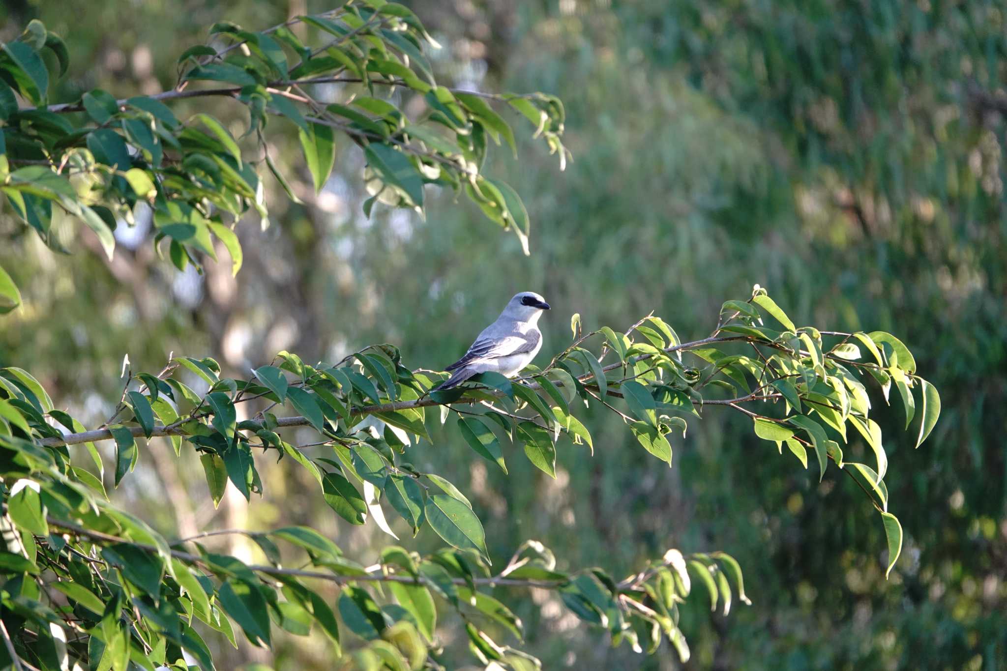 Photo of White-bellied Cuckooshrike at ケアンズ by 益子オオマシコ