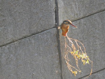 カワセミ 平和の森公園、妙正寺川 2023年9月13日(水)