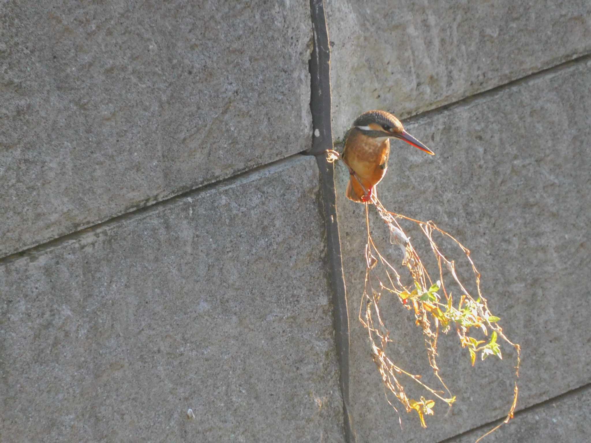 平和の森公園、妙正寺川 カワセミの写真 by morinokotori