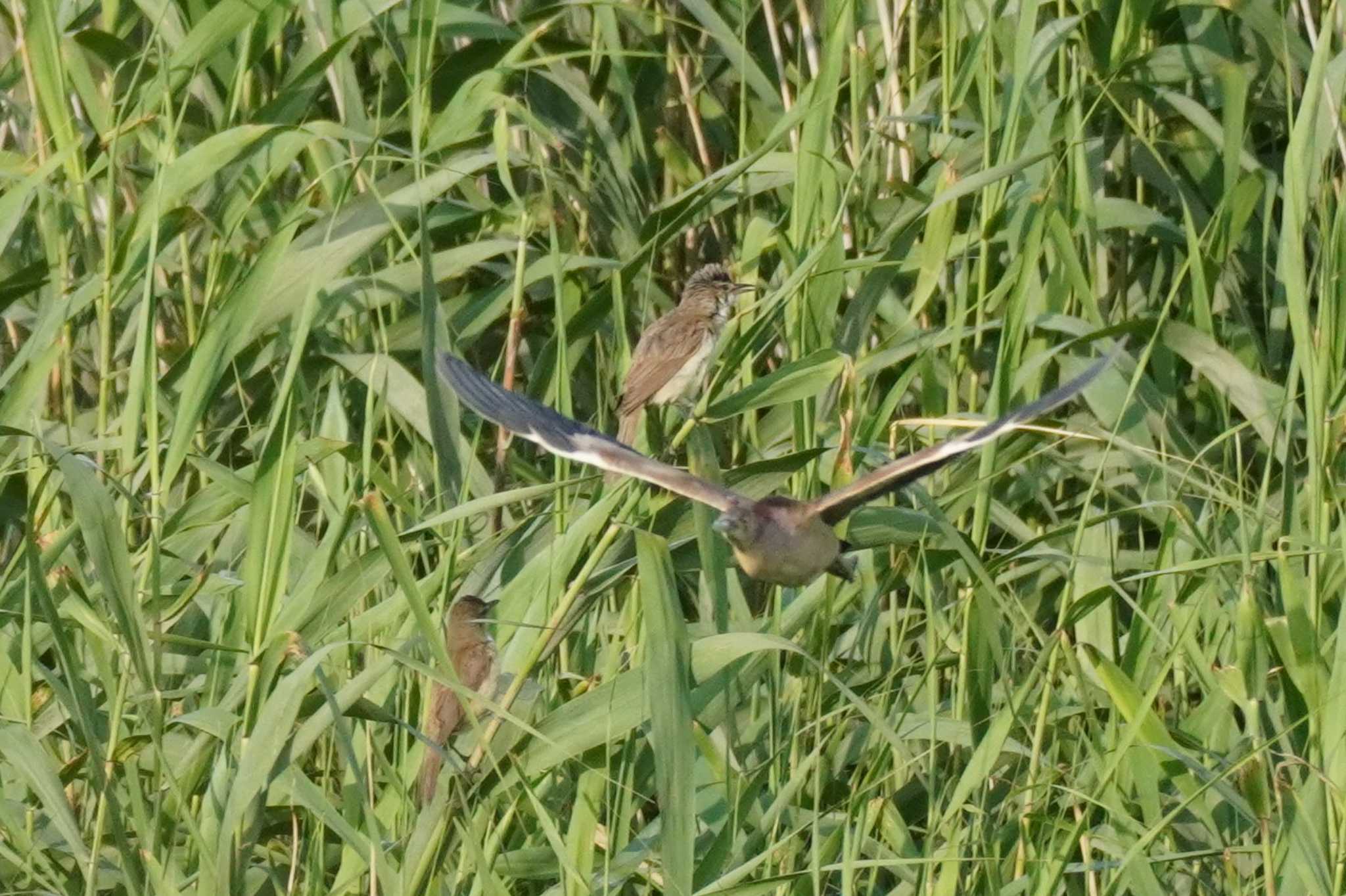 Photo of Yellow Bittern at 埼玉県 by どばと