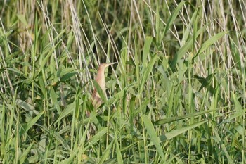 Yellow Bittern 埼玉県 Wed, 6/21/2023