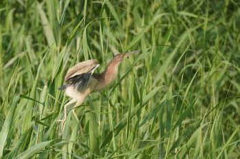 Yellow Bittern 埼玉県 Wed, 6/21/2023