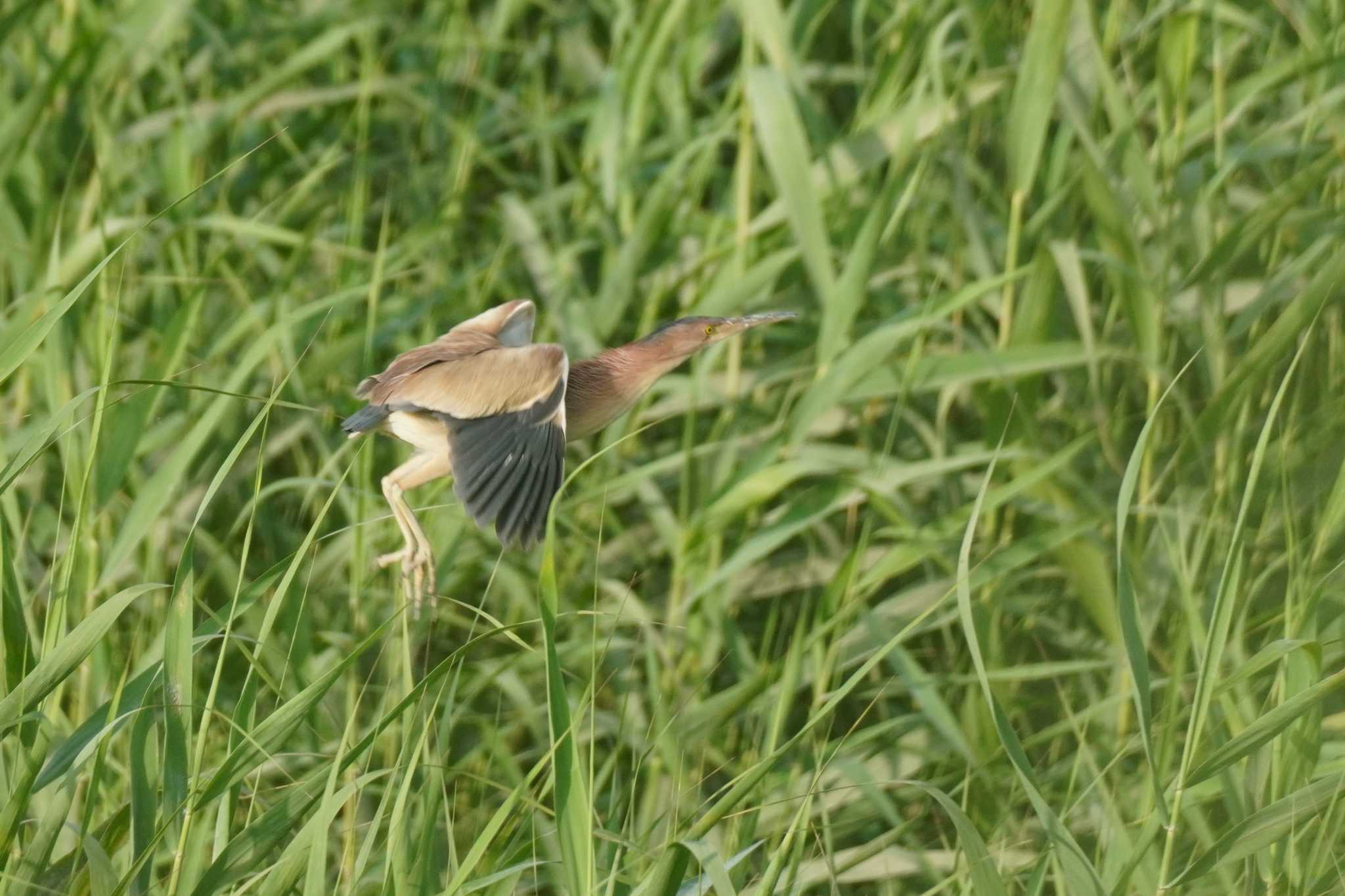 Photo of Yellow Bittern at 埼玉県 by どばと