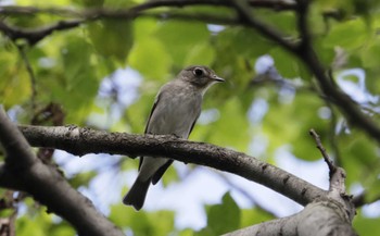 Asian Brown Flycatcher 和歌山市 Tue, 9/12/2023