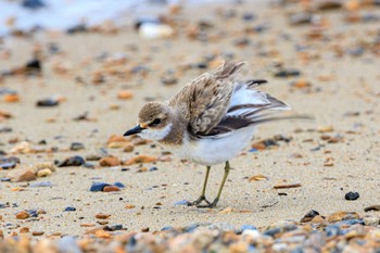 Greater Sand Plover 魚住海岸 Thu, 8/31/2023