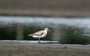 Terek Sandpiper Sambanze Tideland Tue, 9/12/2023