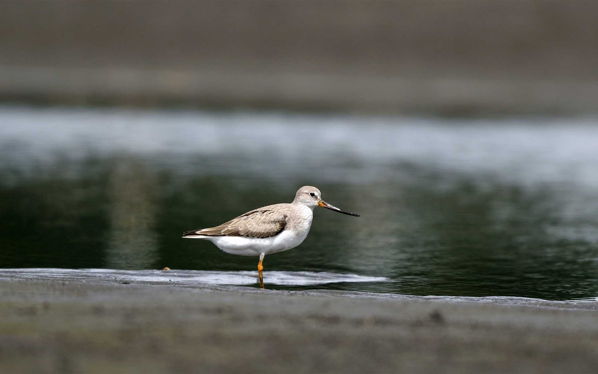 ふなばし三番瀬海浜公園 ソリハシシギの写真 by しげじー