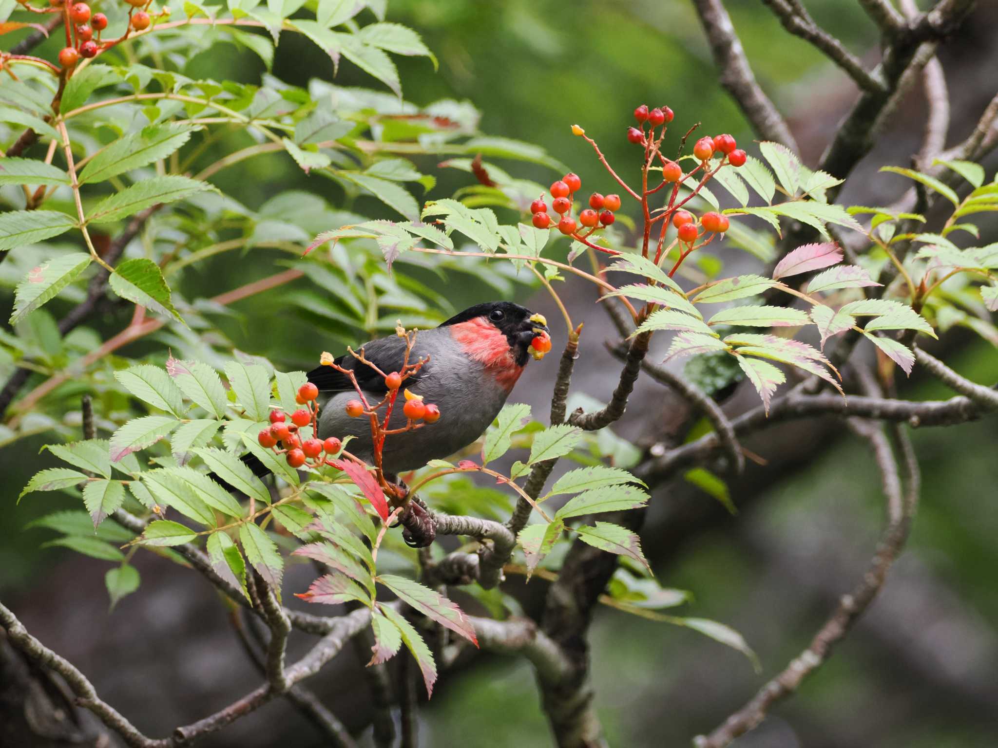 Eurasian Bullfinch