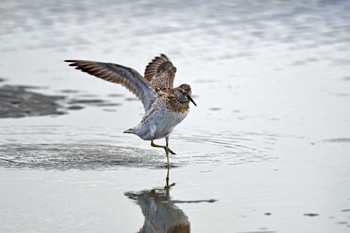 オバシギ ふなばし三番瀬海浜公園 2023年9月12日(火)