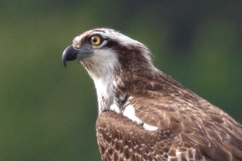 2023年9月12日(火) 山口県岩国市の野鳥観察記録