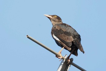 Crested Myna 近所 Wed, 9/13/2023