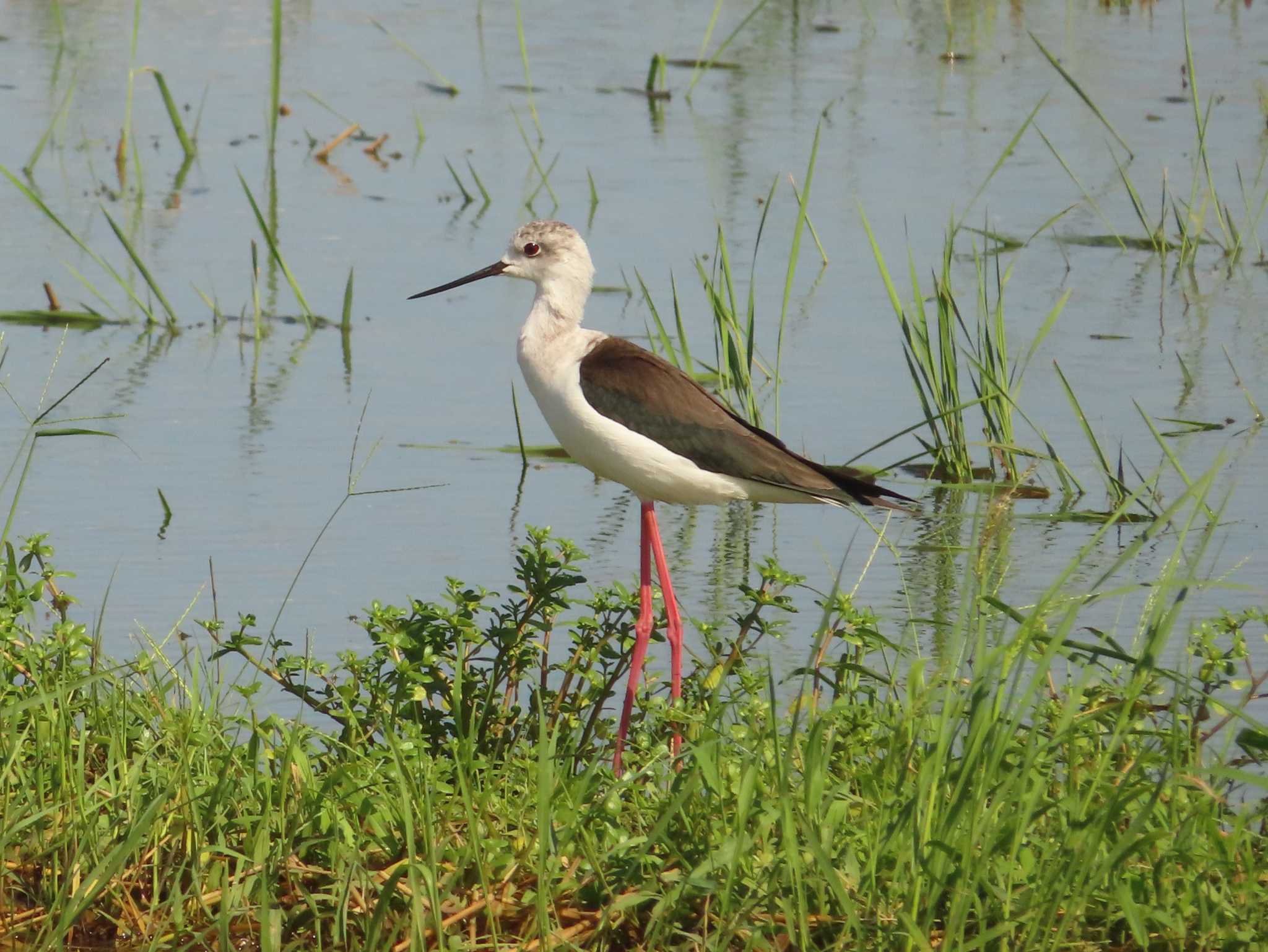 Black-winged Stilt