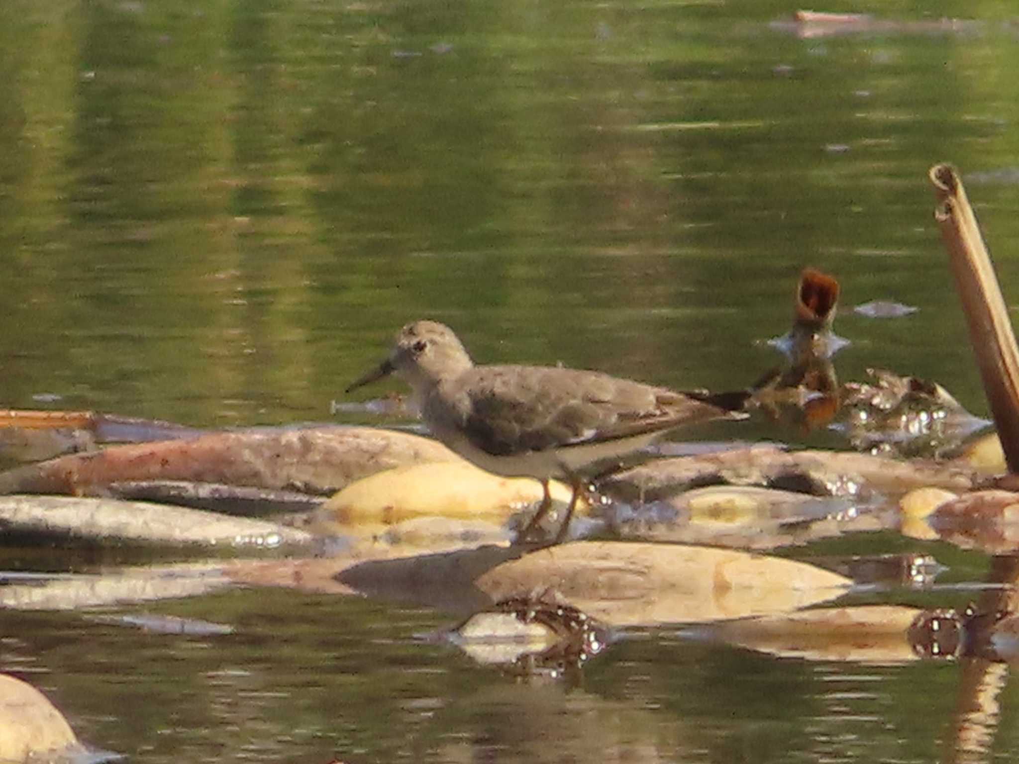 Temminck's Stint