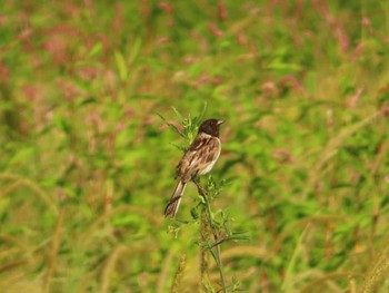 Ochre-rumped Bunting Inashiki Sun, 9/10/2023