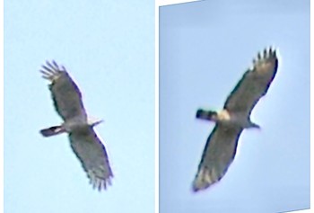 Crested Honey Buzzard 山梨県 Sun, 9/10/2023