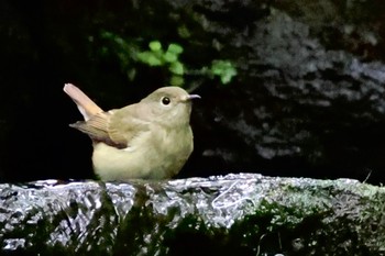 Narcissus Flycatcher 大洞の水場 Sat, 9/9/2023