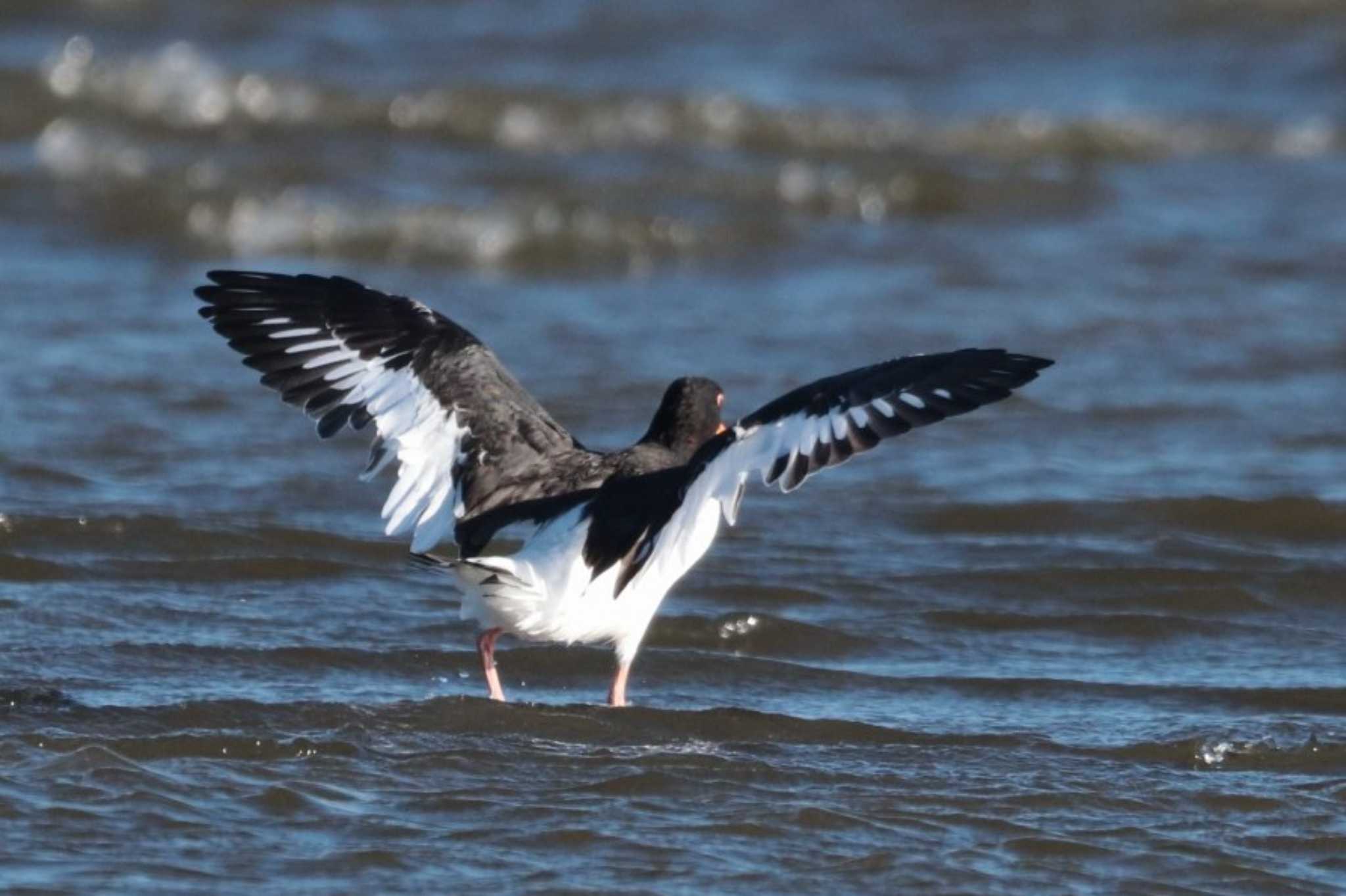 Eurasian Oystercatcher