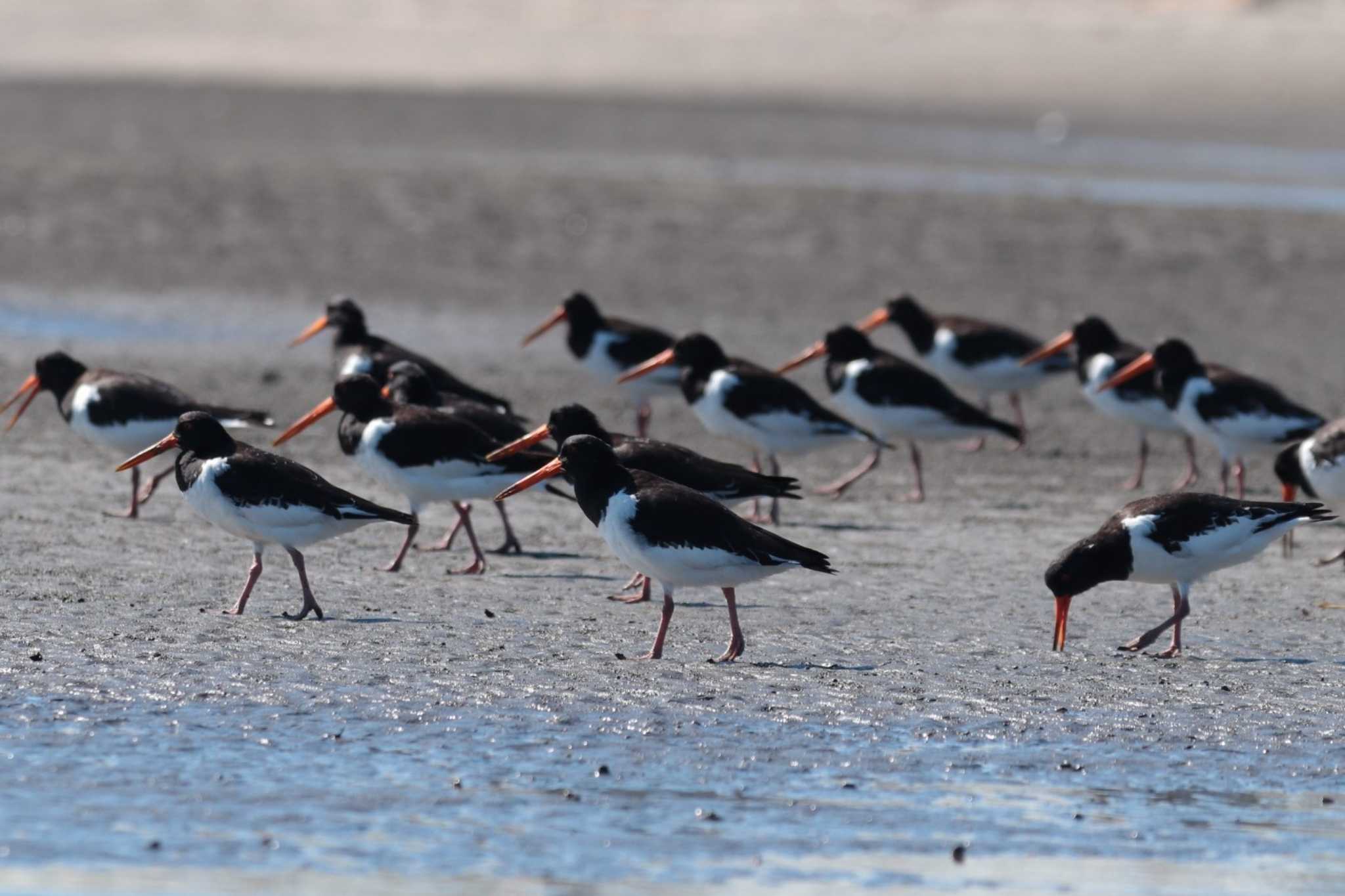 Eurasian Oystercatcher