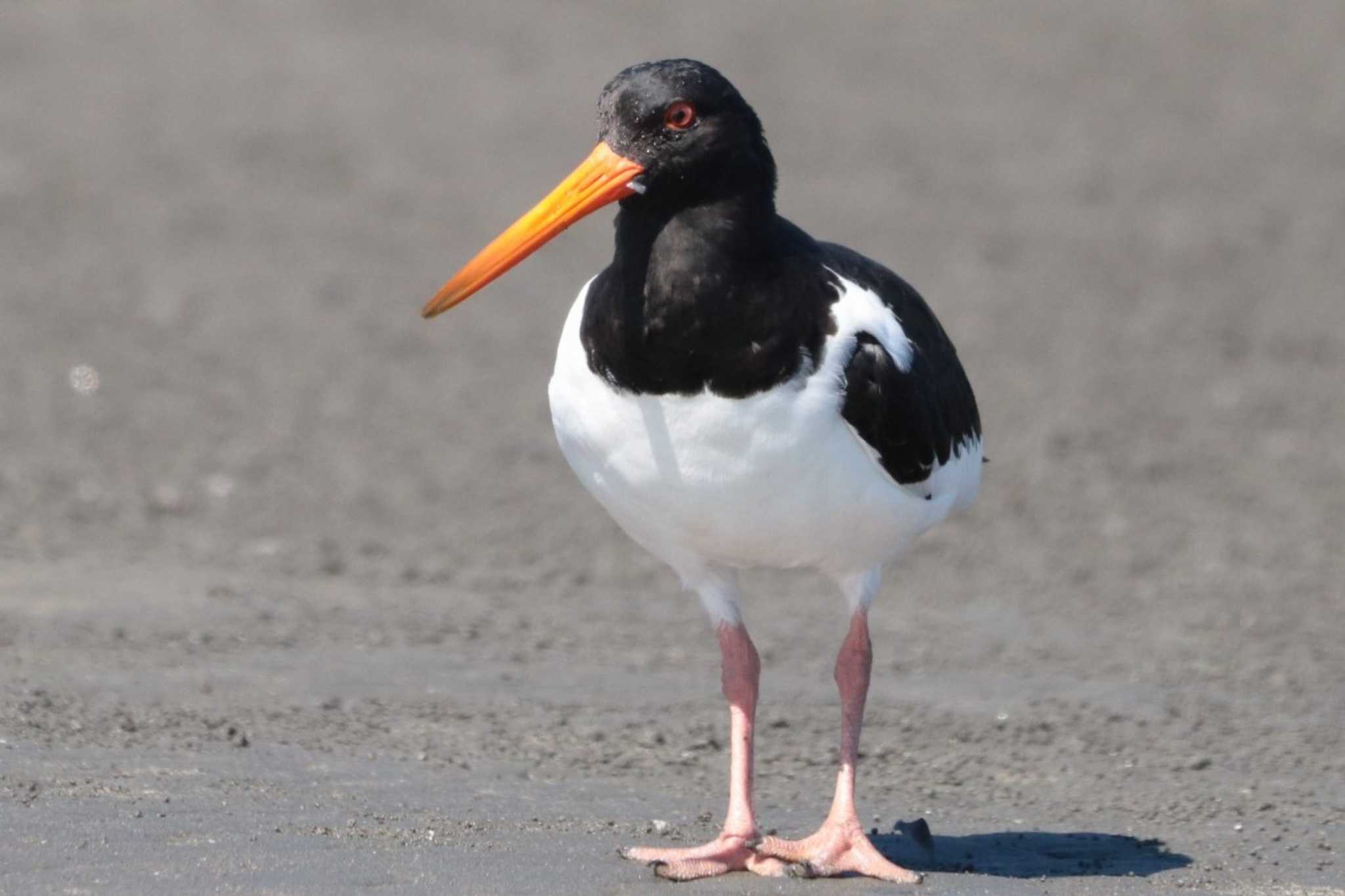 Eurasian Oystercatcher