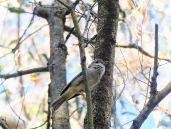 キバラモズヒタキ Ku-ring-gai Chase National Park, NSW, Australia 2023年9月3日(日)