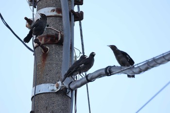 Crested Myna 近所 Wed, 9/13/2023