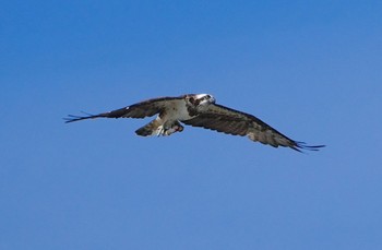 2023年9月13日(水) 大和川河口の野鳥観察記録