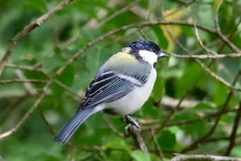 Japanese Tit 西湖野鳥の森公園 Sun, 9/10/2023