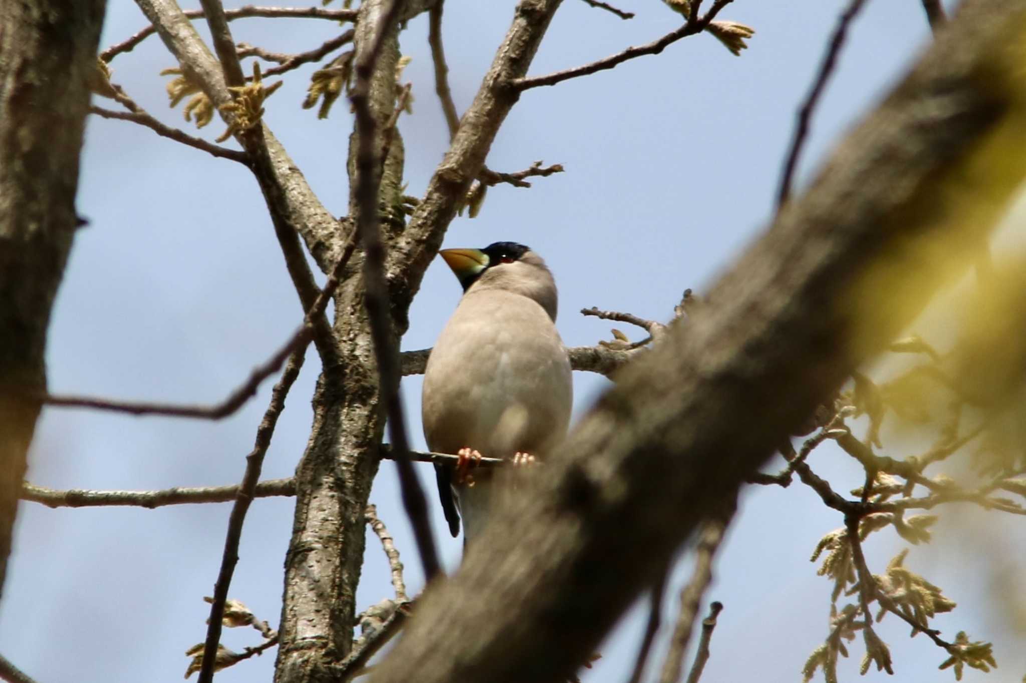 Photo of Japanese Grosbeak at  by ベルサス