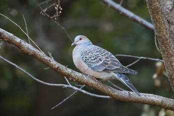 Oriental Turtle Dove 加木屋緑地 Sun, 2/27/2022