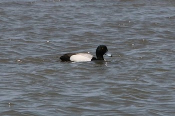 Greater Scaup Unknown Spots Tue, 5/3/2022