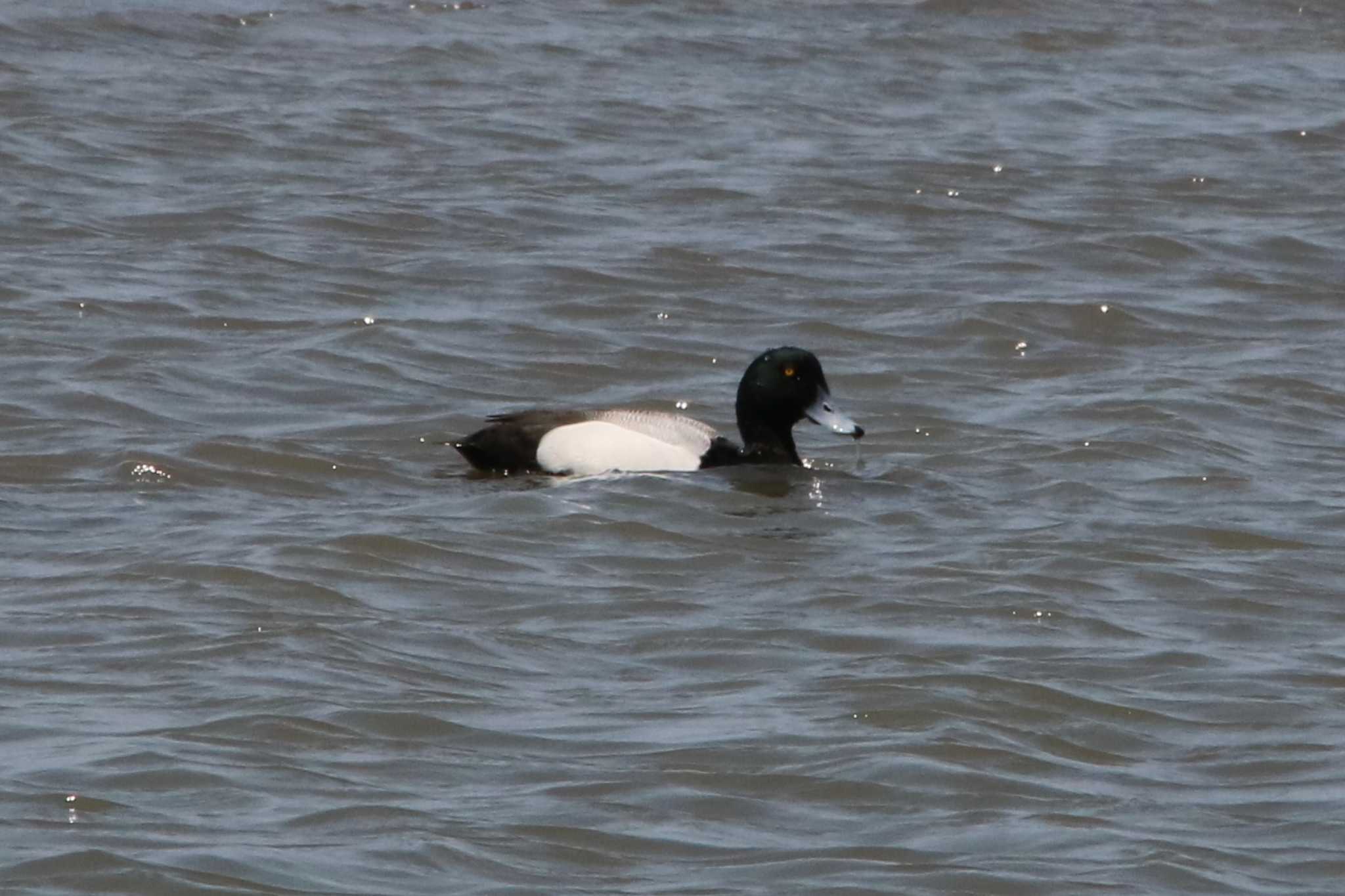 Photo of Greater Scaup at  by ベルサス