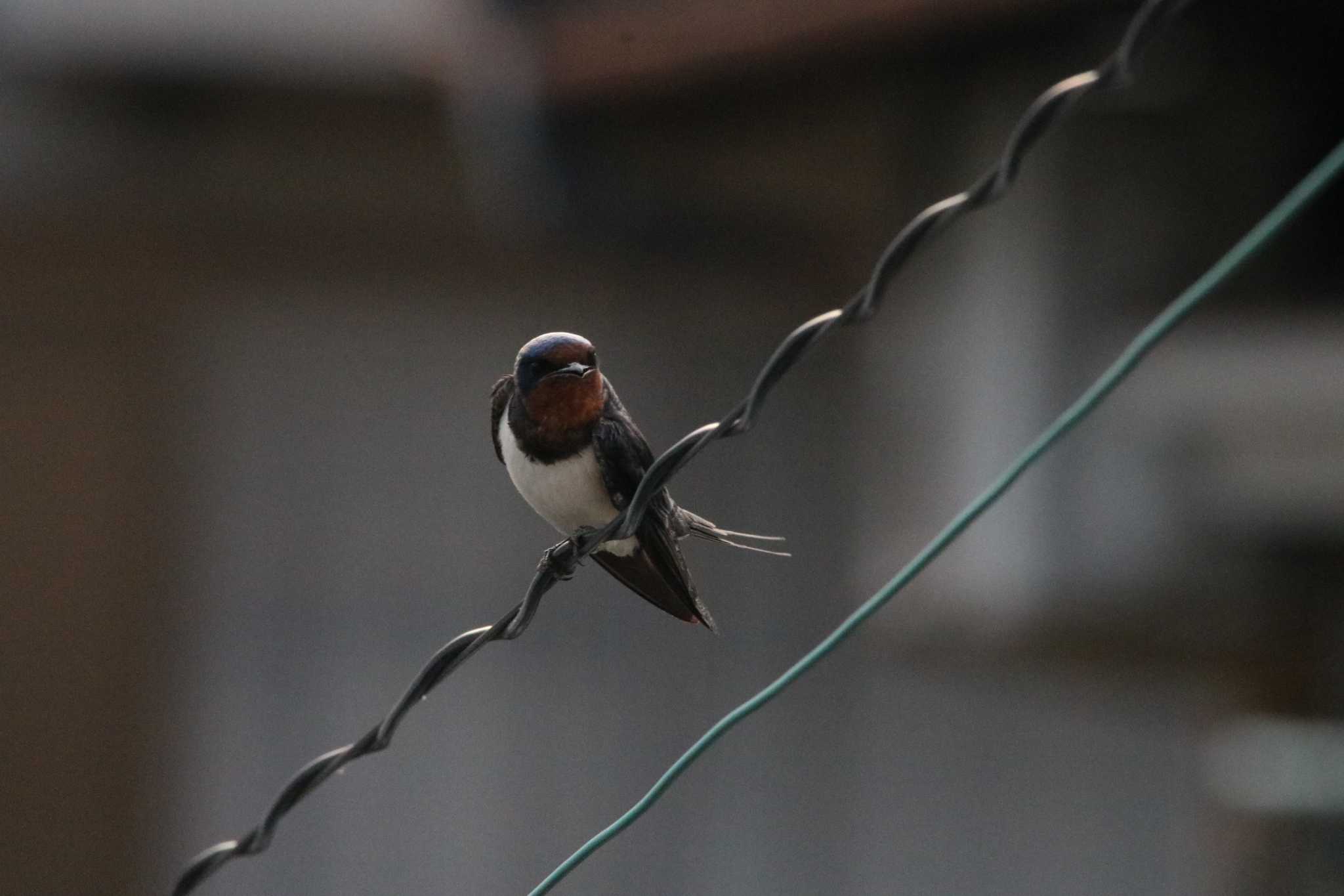 Photo of Barn Swallow at 東海市 by ベルサス