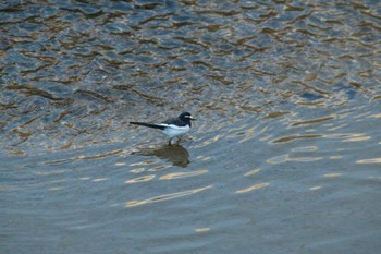 Japanese Wagtail 東海市 Sun, 11/27/2022