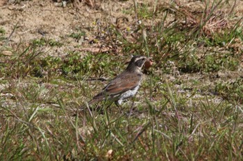 Dusky Thrush 安城市 Sun, 3/6/2022