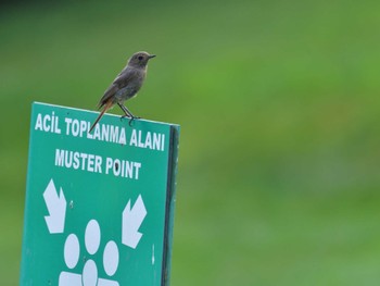 Black Redstart Istanbul, トルコ Sat, 8/5/2023