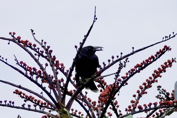 Pied Currawong シドニー Mon, 7/2/2018