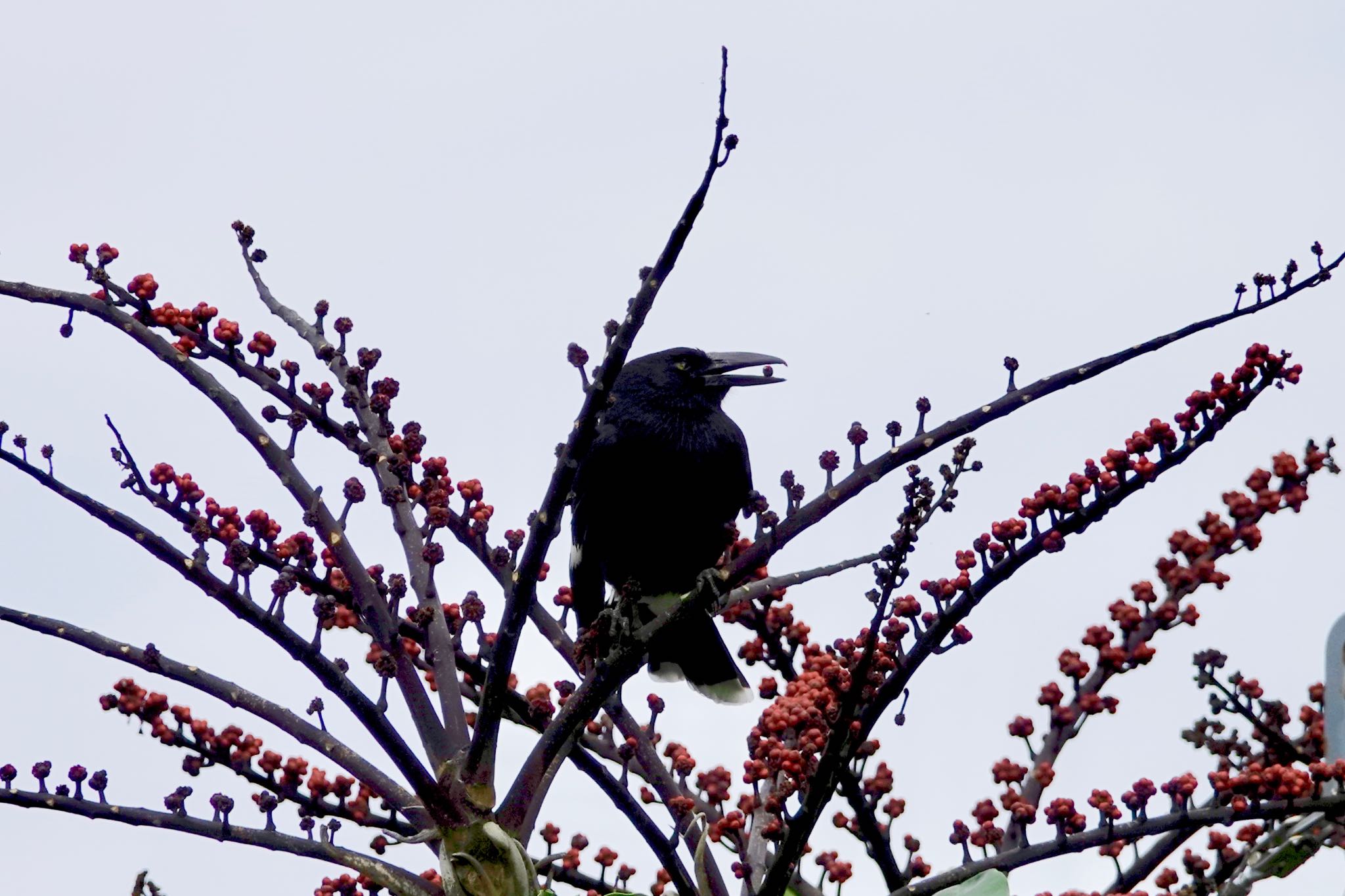 Pied Currawong